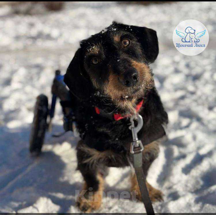 Собаки в Москве: Маленький герой на коляске ищет дом. Мальчик, Бесплатно - фото 4