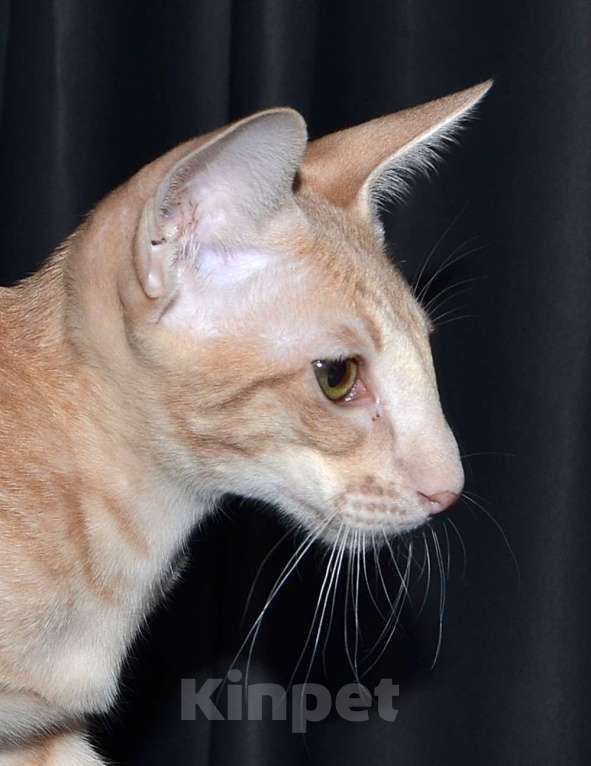 Кошки в Глазове: ориентальные котики с доками Мальчик, 50 000 руб. - фото 4