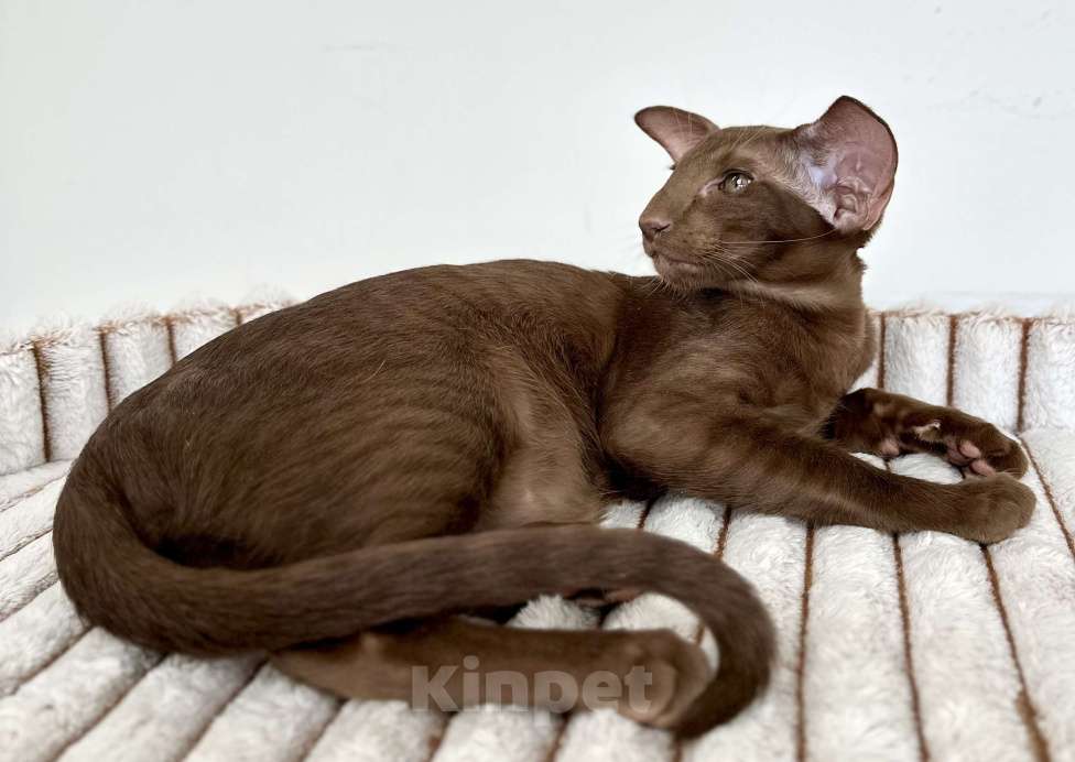 Кошки в Санкт-Петербурге: Шоколадная кошечка Девочка, Бесплатно - фото 3