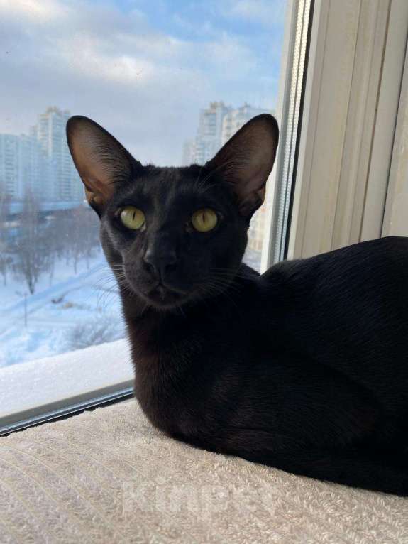 Кошки в Москве: Ориентальный кот Вязка Москва Мальчик, 1 руб. - фото 3