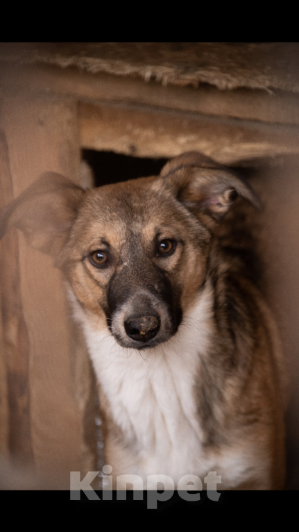 Собаки в Твери: Ева Девочка, Бесплатно - фото 3