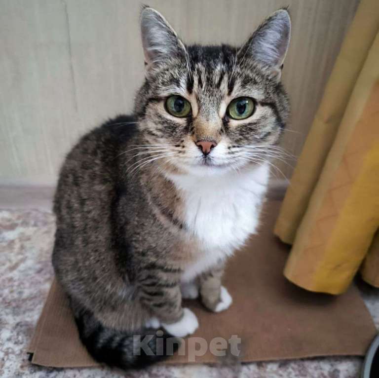 Кошки в Москве: Самая ласковая и человеколюбивая кошечка Сима ищет любящую семью 🤍 Девочка, Бесплатно - фото 2