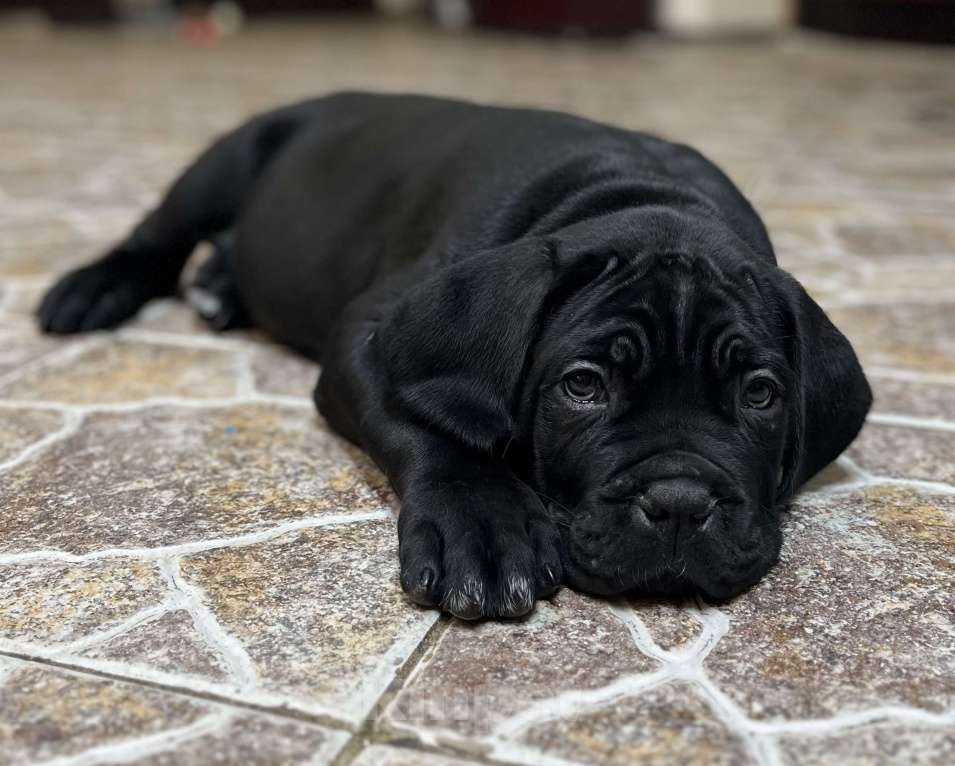 Собаки в Москве: Щенки кане корсо Девочка, 140 000 руб. - фото 6