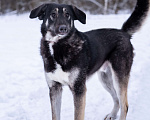 Собаки в Солнечногорске: Милый ушастик в добрые руки Мальчик, Бесплатно - фото 4