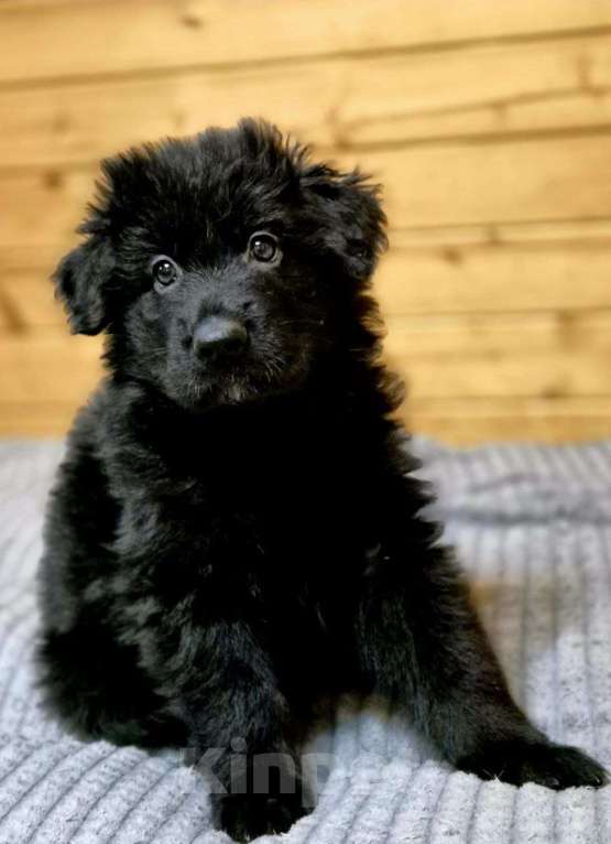 Собаки в других городах Московской области: Немецкая овчарка длинношёрстная Мальчик, 60 000 руб. - фото 6