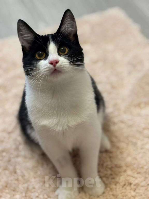 Кошки в Москве: котенок Феликс ищет  дом Мальчик, Бесплатно - фото 6