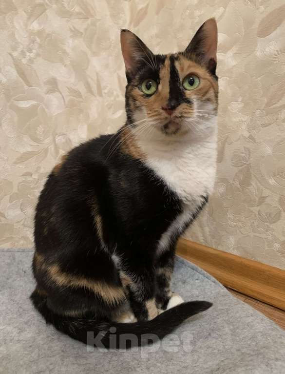 Кошки в Москве: ОЛИВКА ИЩЕТ ДОМ Девочка, Бесплатно - фото 6