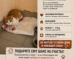 Кошки в Иркутске: Ласковый кот бесплатно приучен к лотку Мальчик, Бесплатно - фото 2