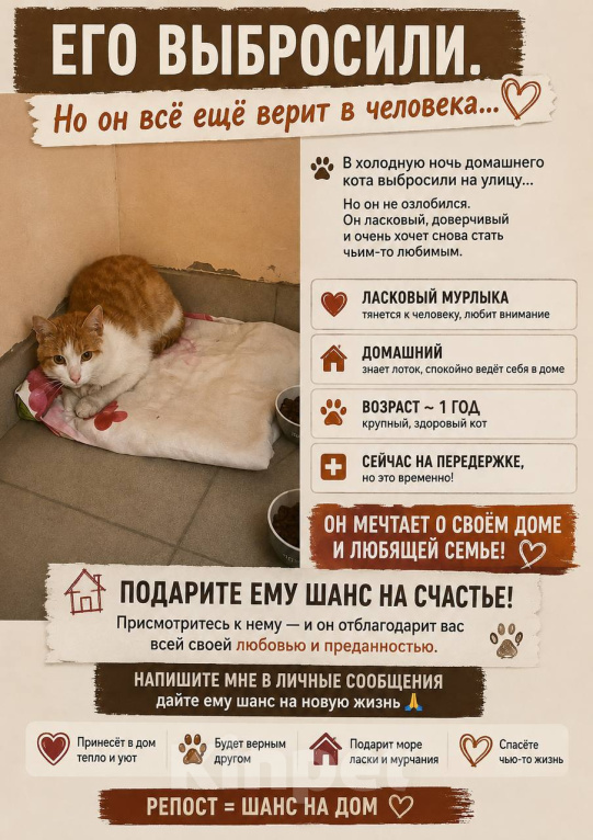 Кошки в Иркутске: Ласковый кот бесплатно приучен к лотку Мальчик, Бесплатно - фото 2