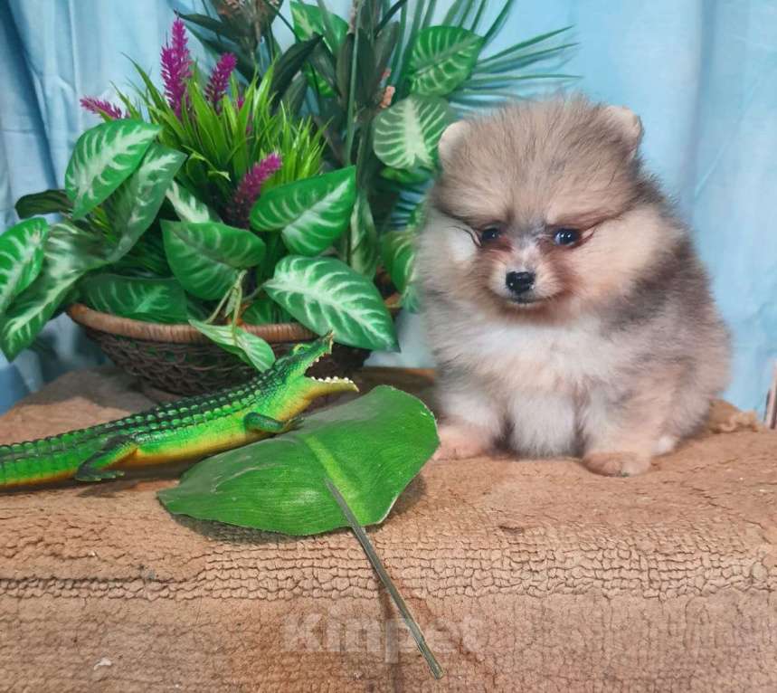 Собаки в других городах Московской области: Померанский шпиц мраморный окрас Мальчик, 30 000 руб. - фото 3