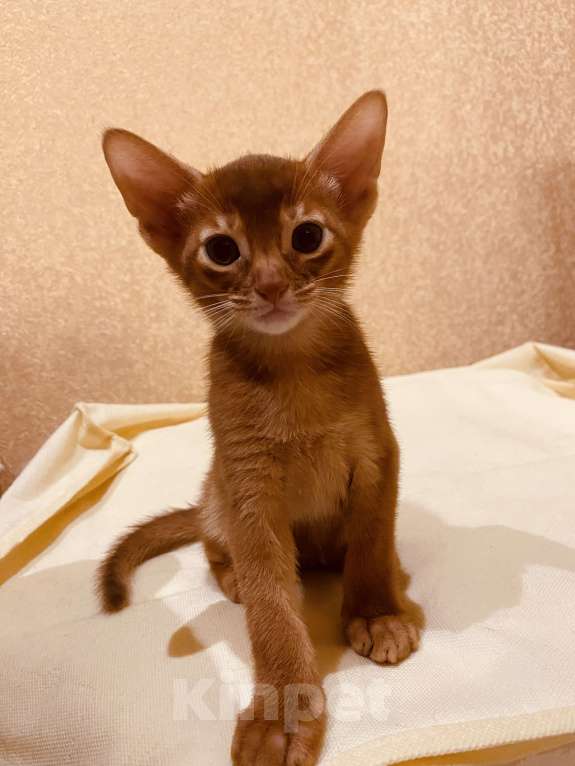 Кошки в Сочи: Абиссинский котенок соррель  Девочка, 60 000 руб. - фото 3