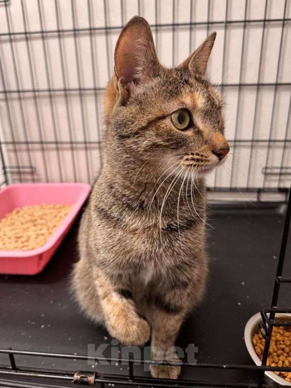 Кошки в Москве: Маняшу никто не замечает  Девочка, Бесплатно - фото 3