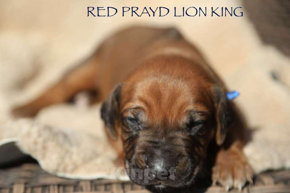 Собаки в Москве: Щенки родезийского риджбека Мальчик, 130 000 руб. - фото 2