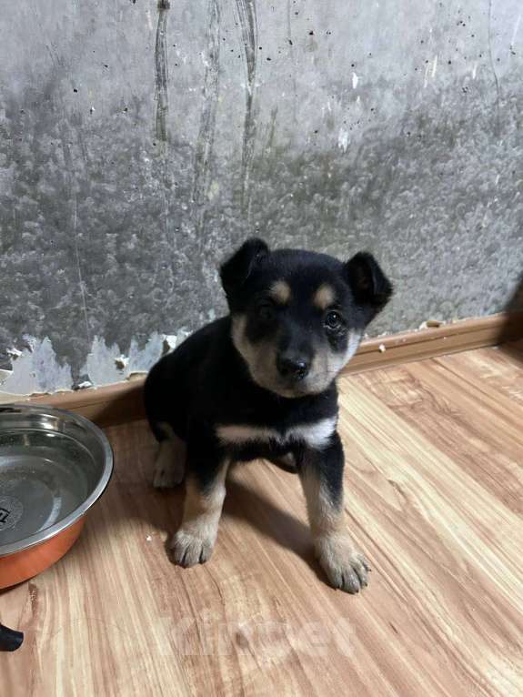 Собаки в Заречном: Щенок Немецкой овчарки Девочка, 4 000 руб. - фото 4