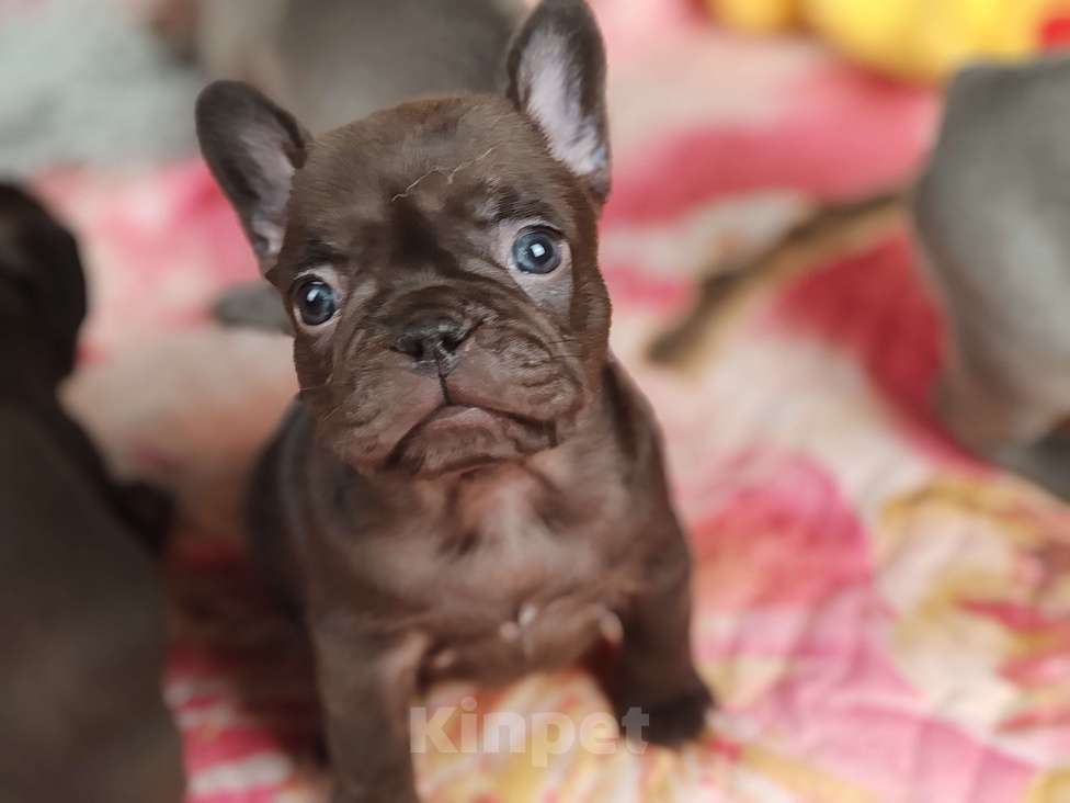 Собаки в Санкт-Петербурге: Шикарная шоколадная девочка  Девочка, 80 000 руб. - фото 1