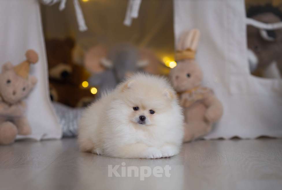 Собаки в Магнитогорске: Мальчики красавчики Мальчик, 30 000 руб. - фото 2