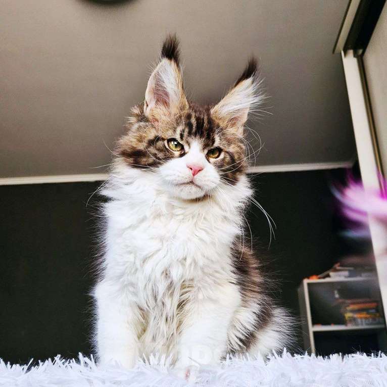 Кошки в Москве: Котенок мейн кун кот  Мальчик, 150 000 руб. - фото 3