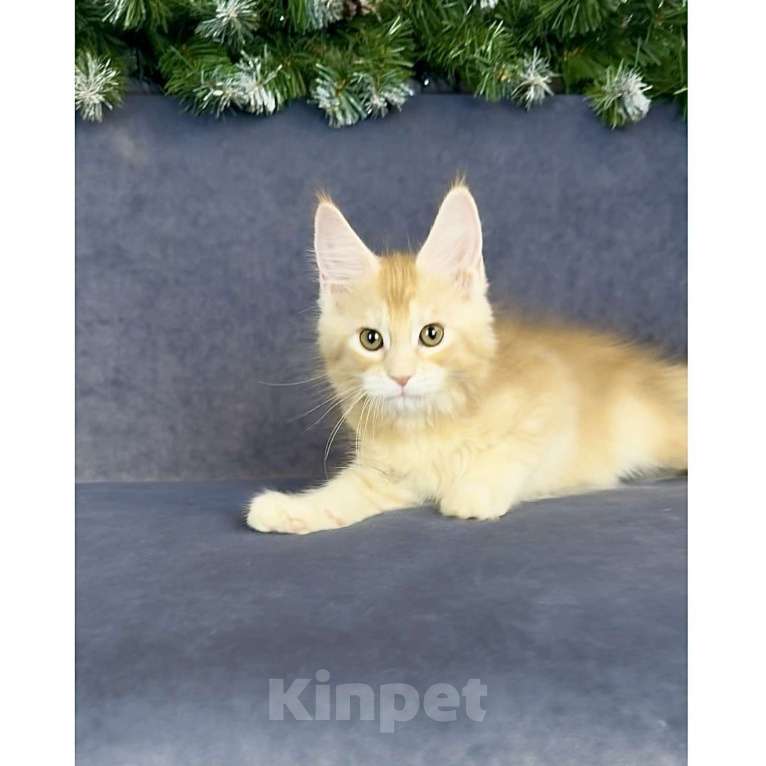 Кошки в других городах Московской области: Фиона Девочка, 60 000 руб. - фото 2