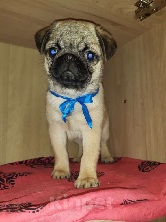 Собаки в Новосибирске: Замир Сибирский Эликсир  Мальчик, 45 000 руб. - фото 4