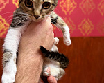 Кошки в Москве: Котята ищут дом Разнополые, Бесплатно - фото 3