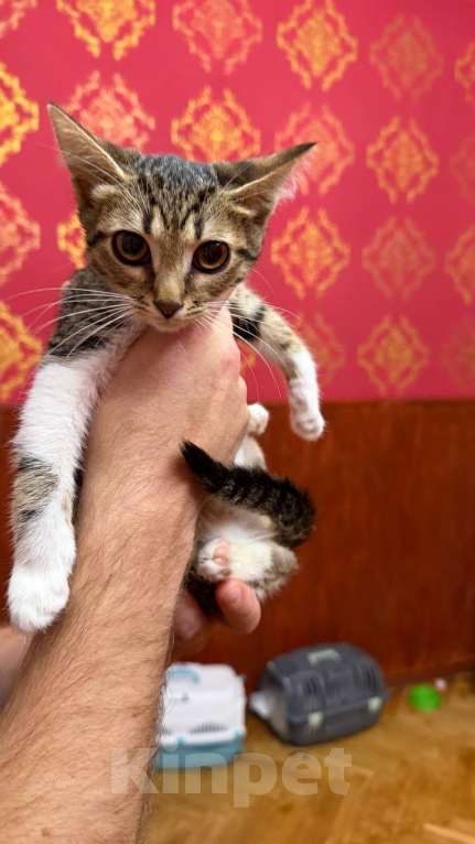 Кошки в Москве: Котята ищут дом Разнополые, Бесплатно - фото 3