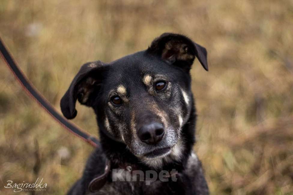 Собаки в Москве: Табити Девочка, Бесплатно - фото 10