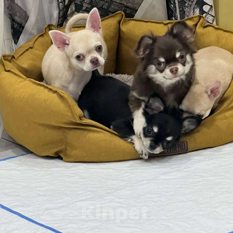 Собаки в Москве: Девочка чихуахуа. Домашний питомец.  Девочка, 30 000 руб. - фото 3