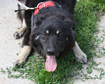 Собаки в Москве: Красатулечка Бароша в поисках своей семьи Мальчик, Бесплатно - фото 5