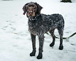 Собаки в Санкт-Петербурге: Красотка собака породы Дратхаар Девочка, Бесплатно - фото 7