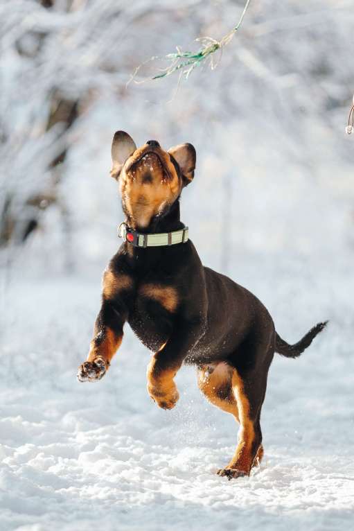 Собаки в Липецке: Высокопородный кобель ротвейлера! Мальчик, 70 000 руб. - фото 2