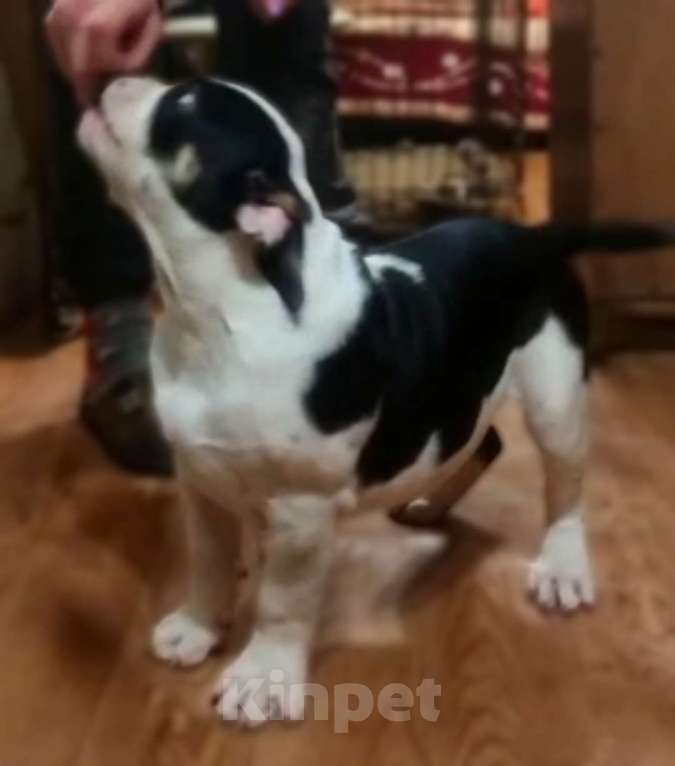 Собаки в Краснодаре: Щенкок Американский булли Мальчик, 40 000 руб. - фото 2