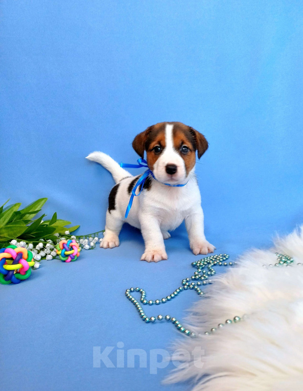 Собаки в Тюмени: Щенки Джек Рассел терьер мальчики и девочки Мальчик, 30 000 руб. - фото 4