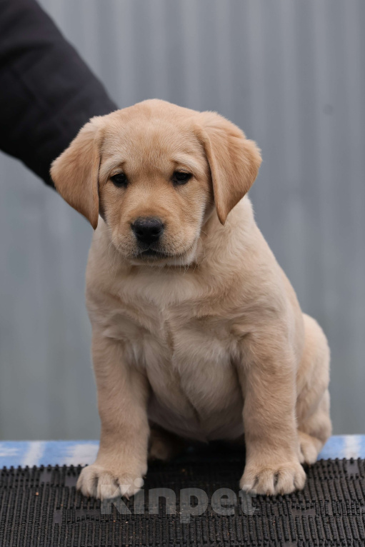 Собаки в Калуге: Палевая девочка лабрадора высокого качества из питомника РКФ/FCI Девочка, Бесплатно - фото 1