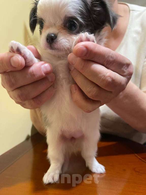 Собаки в других городах Московской области: Элитный щенок ЧихуахуаРФК из питомника Девочка, 100 000 руб. - фото 8