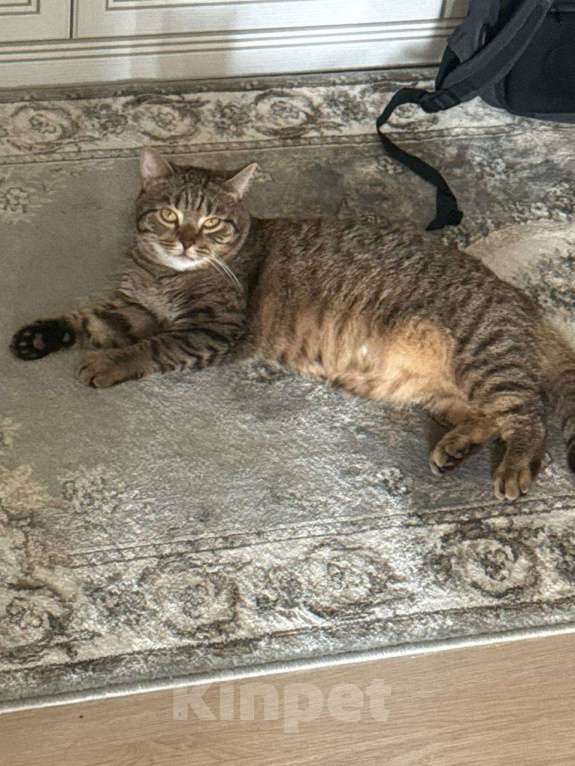 Кошки в Москве: Мудрый и ласковый котик Тимоша Мальчик, Бесплатно - фото 6