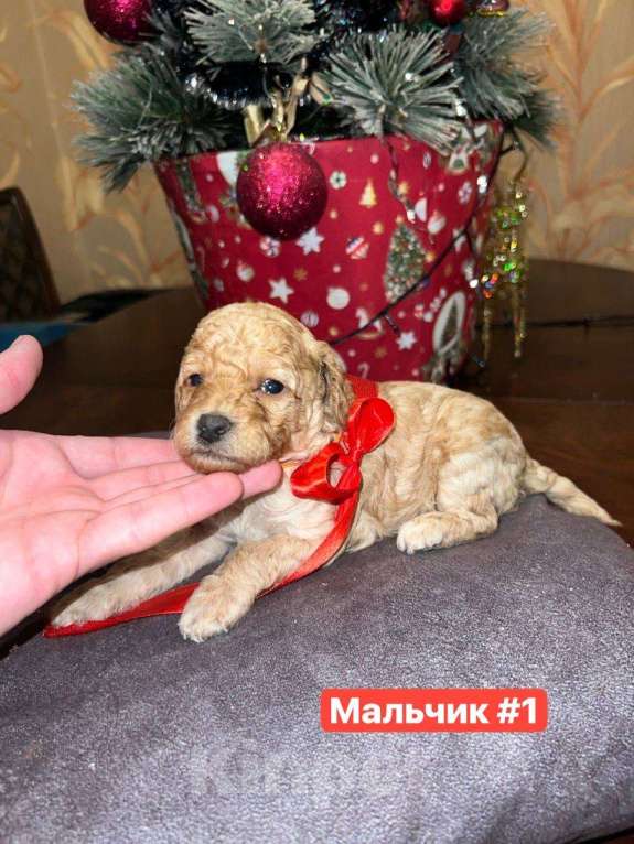 Собаки в Кисловодске: Продаются щенки Карликового пуделя Разнополые, 50 000 руб. - фото 4