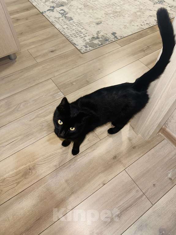 Кошки в Симферополе: Красивая кошка  Девочка, Бесплатно - фото 5