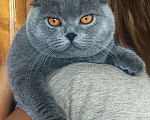 Кошки в Ногинске: Вязка с Шотландским вислоухим котом, 3 000 руб. - фото 1