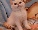 Кошки в Малоархангельске: Золотая малявочка., 20 000 руб. - фото 1
