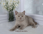 Кошки в Санкт-Петербурге: Британский котик лилового окраса Мальчик, 33 000 руб. - фото 5