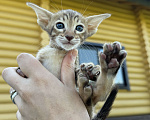 Кошки в Раменском: Тигренок Мальчик, 40 000 руб. - фото 2