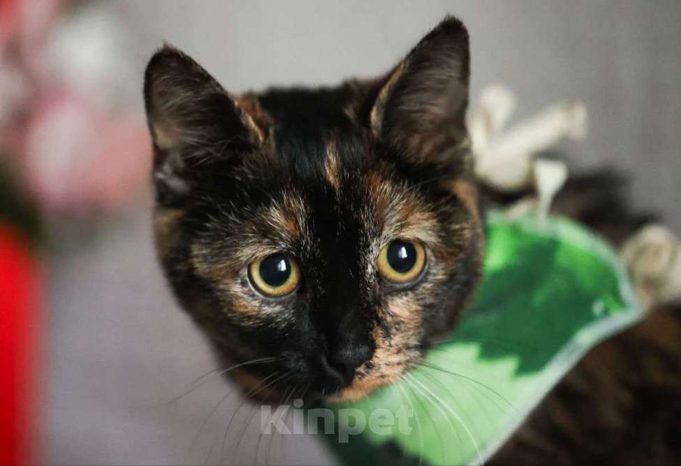 Кошки в Москве: Котенка подростка жестоко выкинули на улицу Девочка, Бесплатно - фото 3