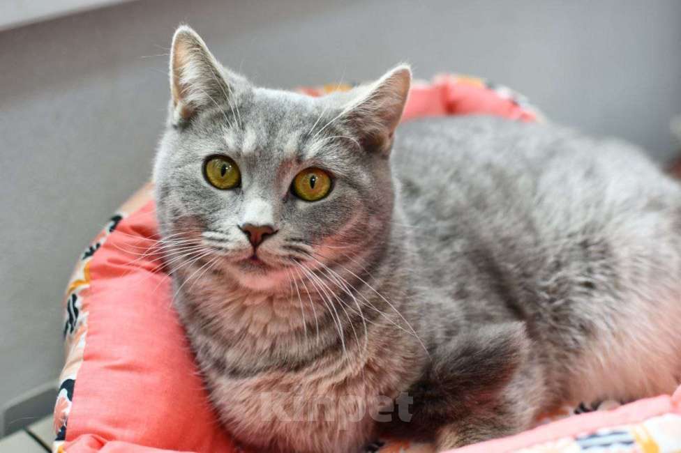 Кошки в Москве: Красавица Карма в добрые руки Девочка, Бесплатно - фото 3