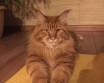 Кошки в Красноярске: Потерялся рыжий кот мейнкун Мальчик, 1 руб. - фото 1