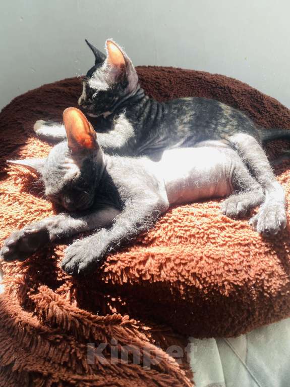 Кошки в Сочи: Котята Сфинкс Браш Девочка, 10 000 руб. - фото 5