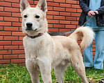Собаки в Зеленограде: Перси ищет дом Мальчик, Бесплатно - фото 7