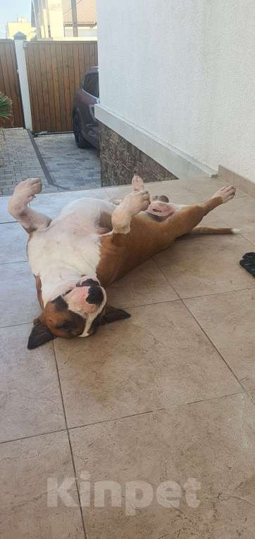 Собаки в Геленджике: Предлагаем прекрасного кобеля к вязке Мальчик, Бесплатно - фото 3