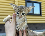 Кошки в Раменском: Тигренок Мальчик, 40 000 руб. - фото 3