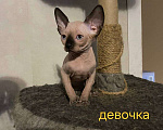 Кошки в Краснослободске: Котята сфинкс Девочка, 10 000 руб. - фото 4