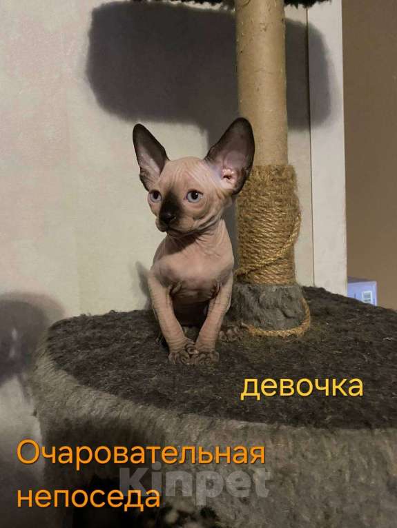 Кошки в Краснослободске: Котята сфинкс Девочка, 10 000 руб. - фото 4